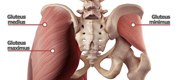 Building Gluteal Muscles: A Guide to Butt Anatomy
