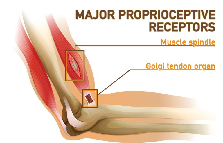 Enhancing Balance and Agility through Proprioception Exercises