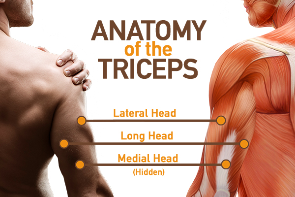 Top 15 Triceps Exercises for a Stronger Upper Body